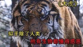 韩国大虎手机在线观看,在线观看揭秘神秘科技力量  第1张